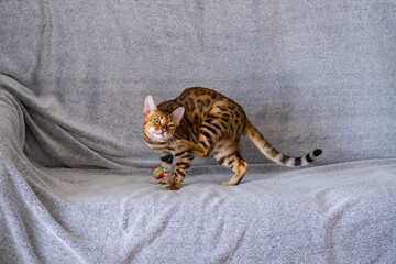 Bengal cat in the home interior.