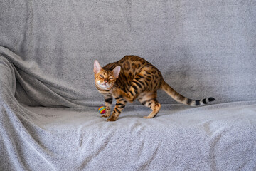 Bengal cat in the home interior.