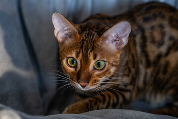 Fototapeta na wymiar Portrait of a bengal cat, close up