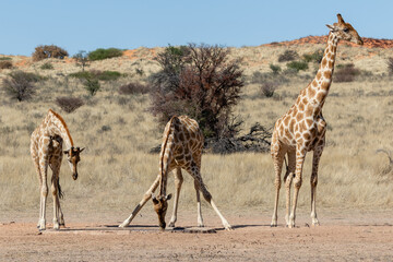Naklejka na ściany i meble Three giraffes at a waterhole in the Kgalagadi Transfrontier Park in South Africa. Note the awkward stance with the front legs spread wide, making them very vulnerable at that stage.
