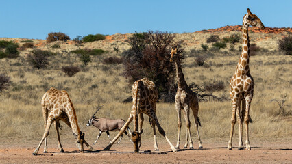 Four giraffes at a waterhole in the Kgalagadi Transfrontier Park in South Africa. Note the awkward...