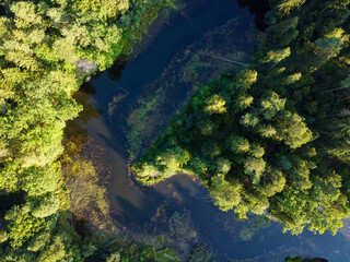 River and green forest aerial view