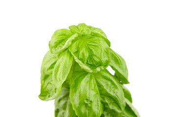 Basil herb with green fresh leaves isolated on white