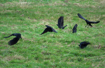 jackdaws (Corvus monedula) searching out food on green meadow grass