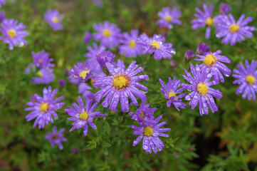 Top view on aster flowers covered with rain drops in autumnal garden