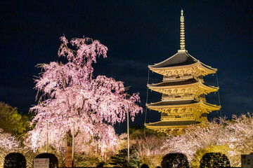 京都・東寺の五重塔と桜