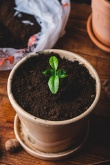 Young Tangerine Plant in a Ceramic Pot