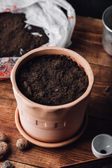 Clay Pot with Sowed Thyme Seeds