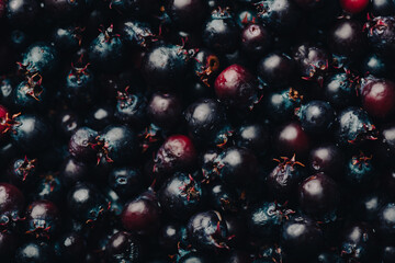 Background of Ripe Purple Berries of Shadbush