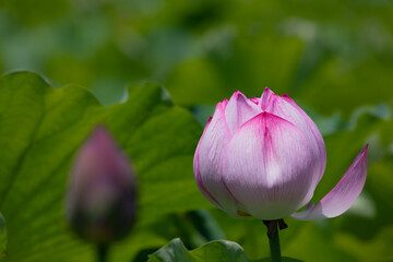 .Lotus Flower at Ueno, Tokyo, Japan