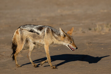 One black-backed jackal walking in the late afternoon sun in the Kgalagadi Transfrontier Park in South Africa - obrazy, fototapety, plakaty