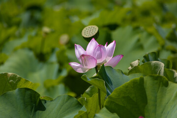 3S6A0051-LOTUS FLOWER