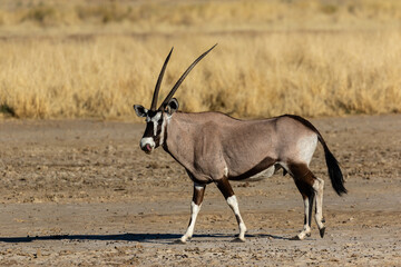 One oryx walking in the Kgalagadi Transfrontier Park in South Africa