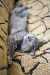 funny grey kitten napping on sofa