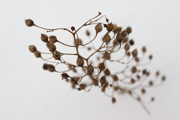 dry twig of flax grass in the snow, winter background