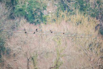 flock of starlings (Sturnus vulgaris) over grassland on Salisbury Plain Wiltshire UK