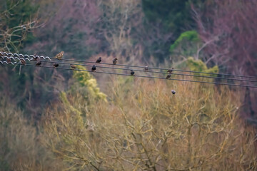 flock of starlings (Sturnus vulgaris) over grassland on Salisbury Plain Wiltshire UK