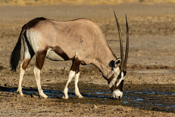 One oryx drinking water in the Kgalagadi Transfrontier Park in South Africa