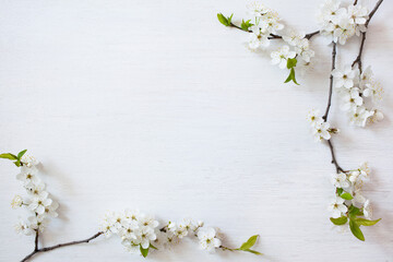 White wooden background with blooming spring cherry plum branches, space for text