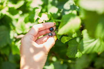 Hands of a woman harvesting berries, Freshly gathered organic black currants in bowl in home garden bush, harvest of berry..