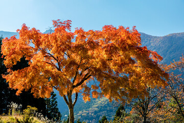 Maple Tree at Chichibu, Saitama, Japan 