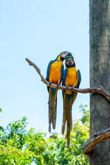 Blue and yellow macaw birds in love on tree branch.