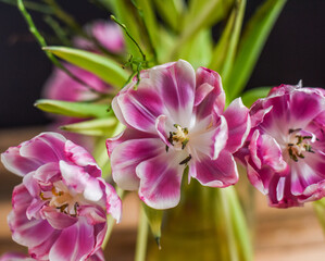 Blumenstrauß mit verblühten Tulpen, Blumen im Frühling