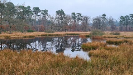Idyllic lake in the wetlands of National park De Meinweg, Netherlands