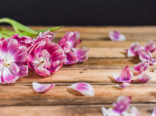 Fototapeta na wymiar Verblühte Tulpen auf Holz Untergrund, Frühling, Blumen, vergänglich