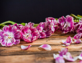 Fototapeta na wymiar Verblühte Tulpen auf Holz Untergrund, Frühling, Blumen, vergänglich