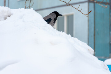 A raven sits in the snow!