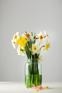 Fototapeta Set of spring narcissus in glass jar