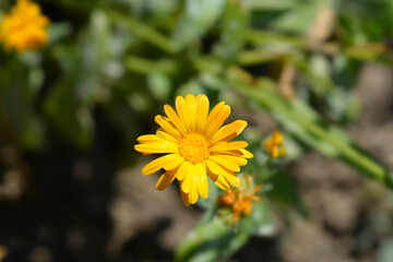 Garden marigold