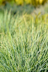 Blue fescue Amigold