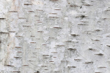 pattern of birch bark with black birch bark stripes on white birch bark and with wooden birch bark texture