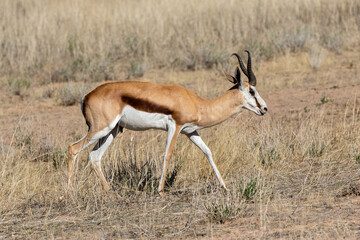 Naklejka na ściany i meble One springbok walking in the veld in the Kgalagadi Transfrontier Park in South Africa