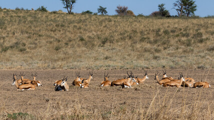 Fototapeta na wymiar A number of springbok resting in a dry riverbed in the Kgalagadi Transfrontier Park in South Africa