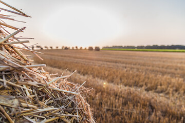 Ballot de paille et champ moissonn&eacute;