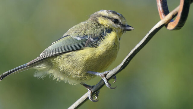 Passeri 이미지 찾아보기 283,476 스톡 사진, 벡터 및 비디오 Adobe Stock