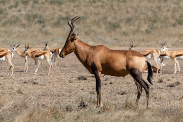 Portrait of a red hartebeest in the Kgalagadi Transfrontier Park in South Africa with springbok in the background