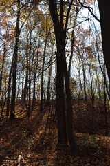 Obraz premium Autumn in the forest