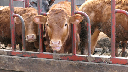 Cattle eating silage grass through a gate in a shed at a farm