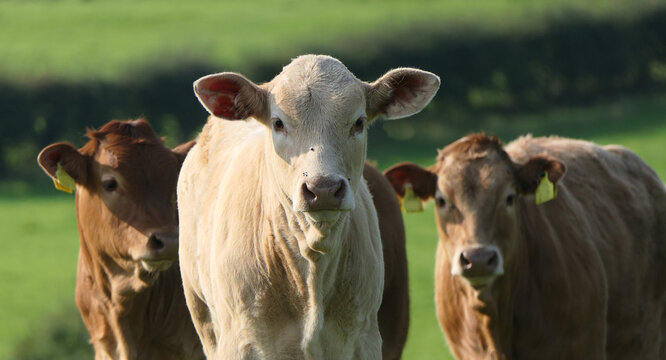 Cattle Cows And Calves Eating Grass In A Field At Farm In UK