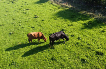 Aerial photo of Cattle Cows a Bull and Calves in field of grass at farm in UK