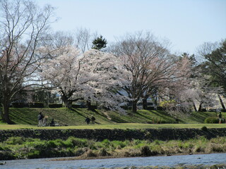 日本京都の桜