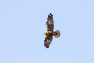 Red kite (Milvus milvus) in flight