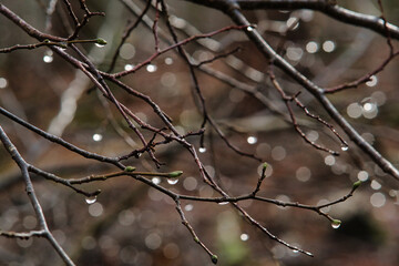 Eisdiamanten am Baum