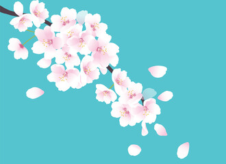 Fototapeta premium 桜の花のイラスト。春のイラスト