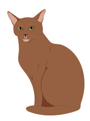 The Abyssinian Cat Colored Vector Illustration