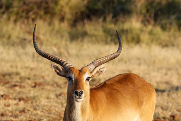 Lechwe Ram, Botswana